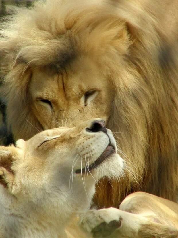 Львы (лат. Panthera leo) (англ. Lions)