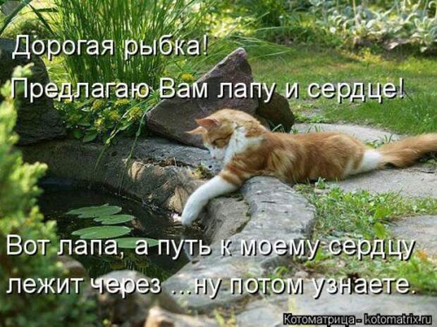 Свежая прикольная котоматрица (26 фото)