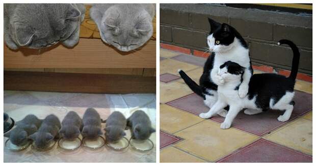 50 красавцев котов и их очаровательные мини-копии