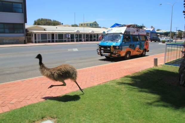 Например, этого страуса эму, который мерился с нами скоростью приключения, путешествия