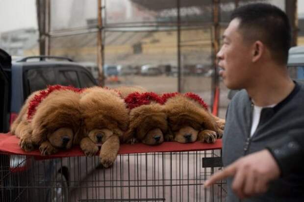 1447522744_tibetskiy_mastif_07 (700x466, 62Kb)