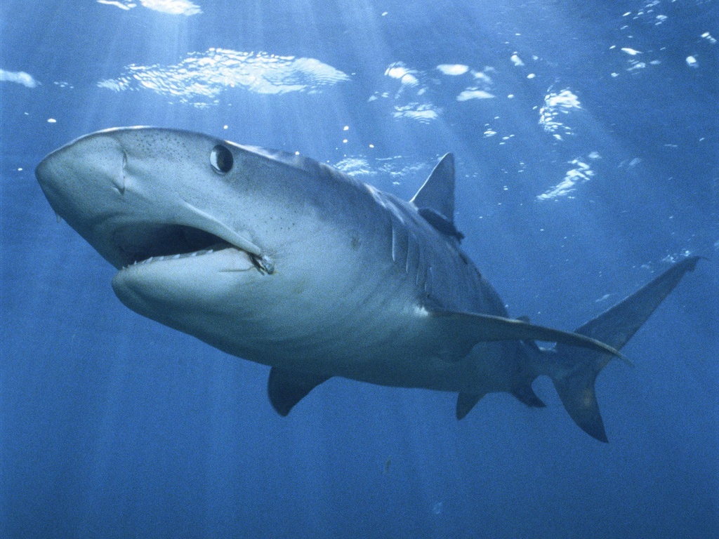 http://klumber.ru/wp-content/uploads/2011/01/tiger-shark.jpg