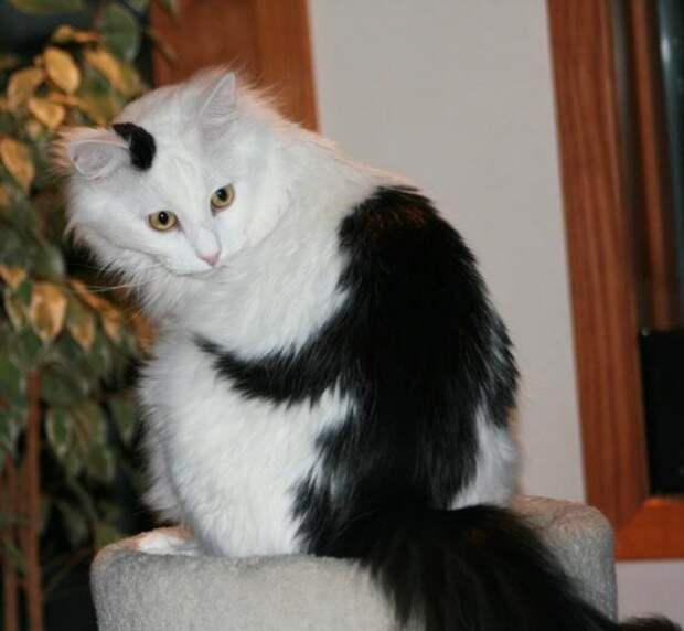 Кошки, над окрасом которых природа постаралась Кошки, над окрасом которых природа постаралась кошки, необычный окрас