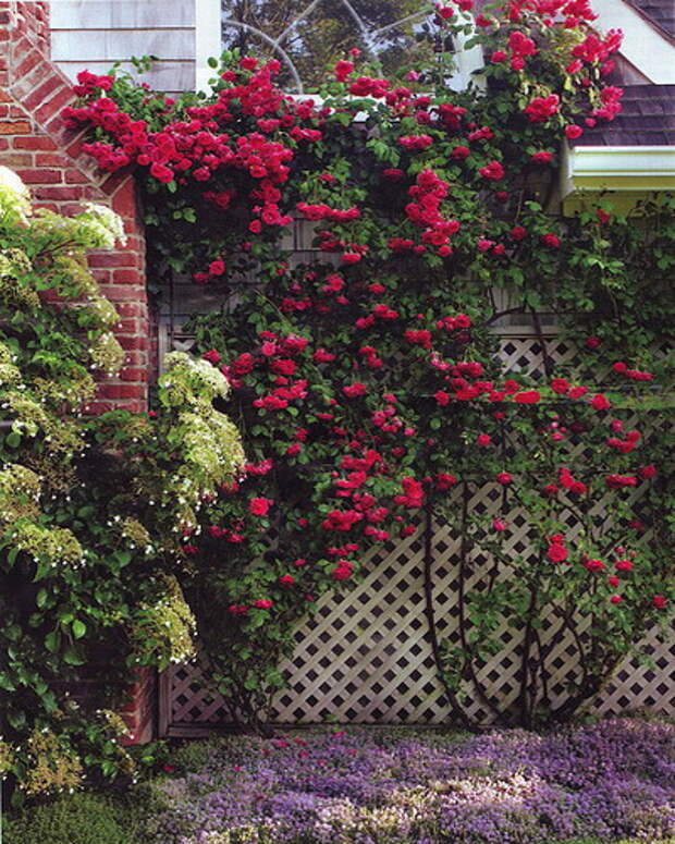 4497432_rosesingardenfence4 (400x500, 125Kb)