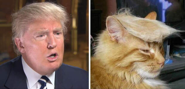 15 вещей, похожих на Дональда Трампа 