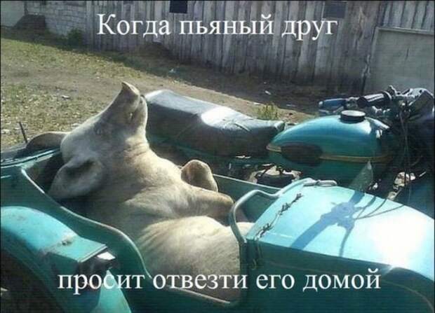 Смешная галерея фотоприколов # 73