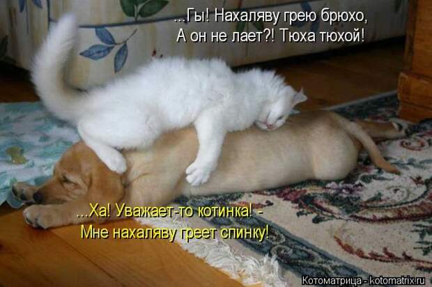 Котоматрица №36