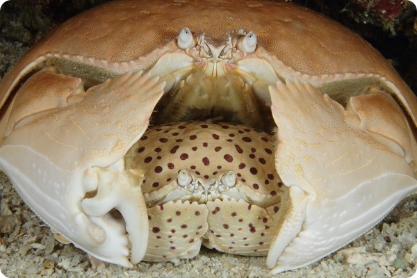 Стыдливый краб (лат. Calappa calappa)