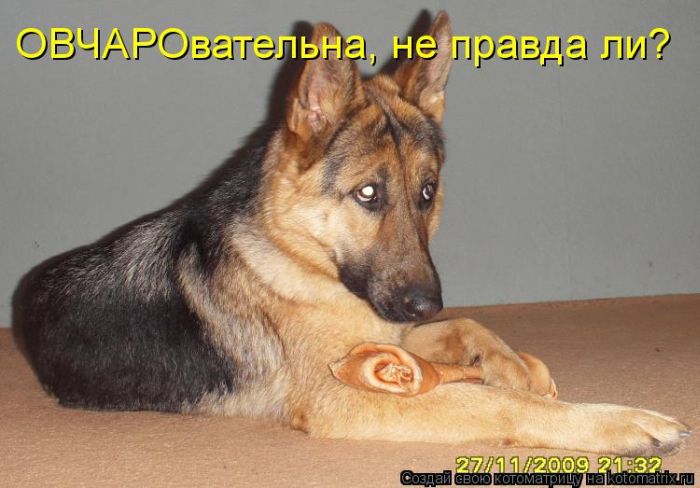 Лучшие котоматрицы недели (50 фото)