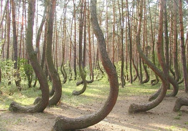 Да, да, именно в этом лесу проходят его тренировки Да, да, именно в этом лесу проходят его тренировки прикол, сила, фотошоп, юмор