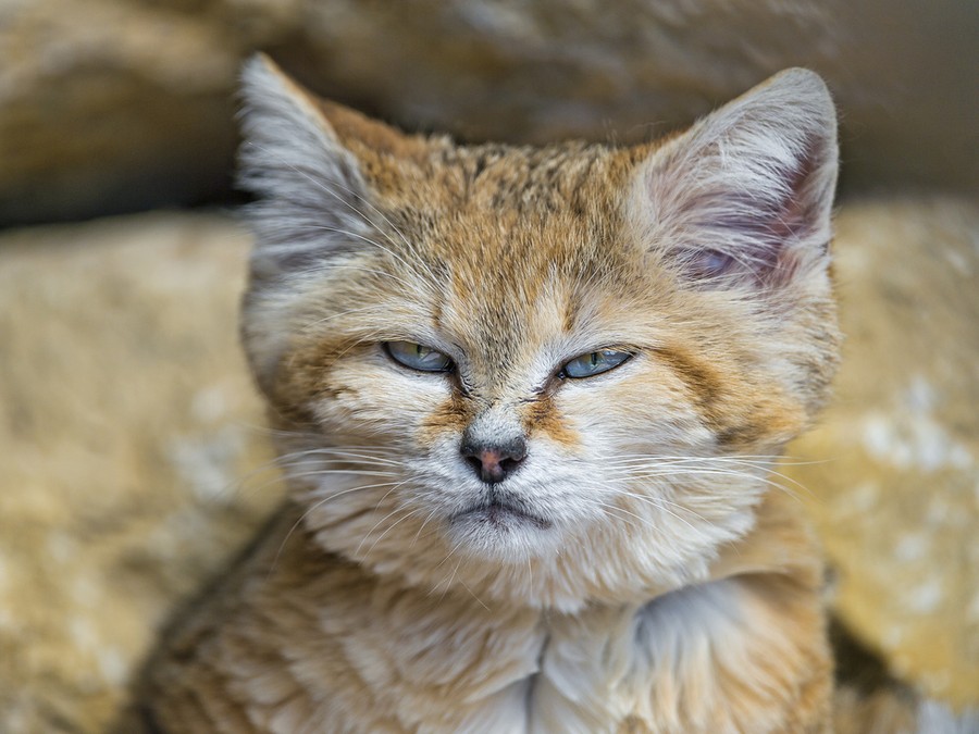 Даже когда взрослеют, эти кошки выглядят как котята. И их котята тоже выглядят как котята
