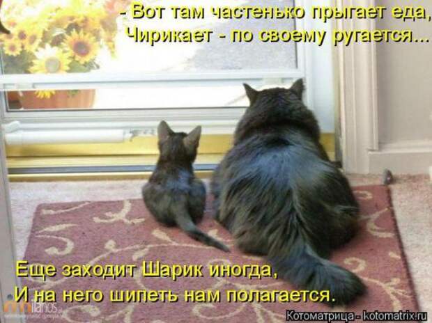 Котоматрицы (картинки с надписями)