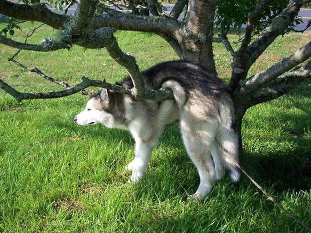 Собачьи неудачи - Пес застрял перелезая через сук дерева 