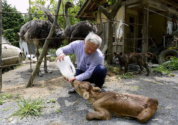 Рискуя здоровьем, японец заботится о животных