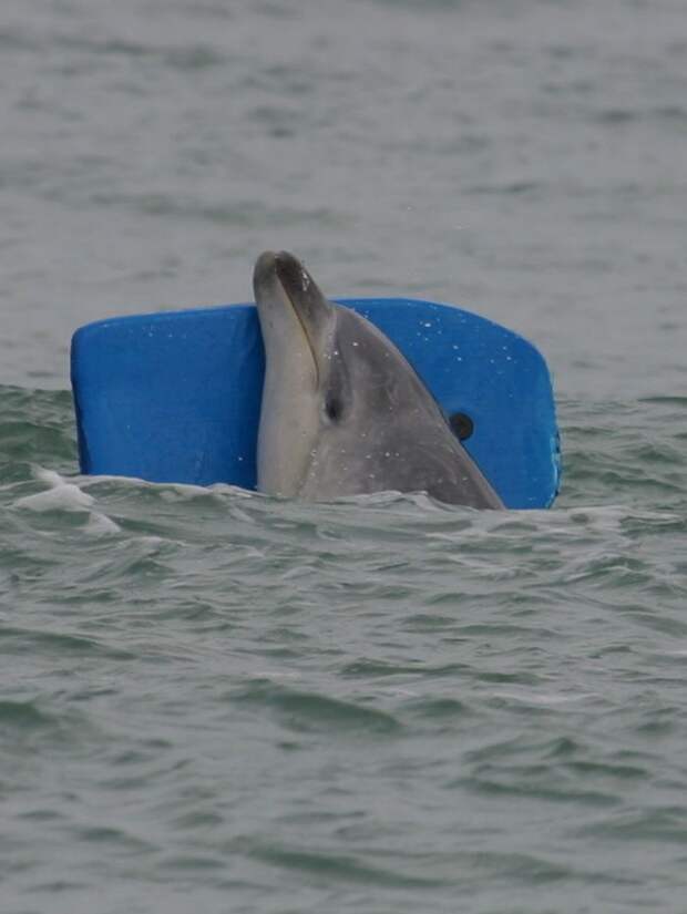 Дельфин Моко, спасший китов героизм, животные
