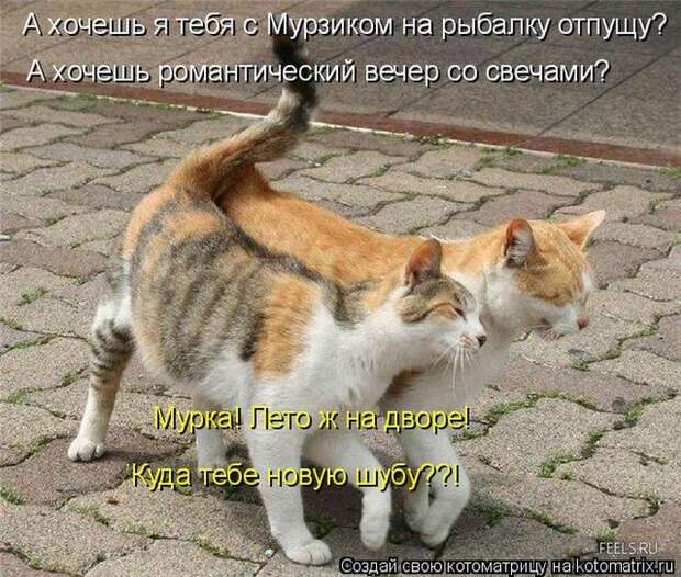 Лучшие котоматрицы недели (50 фото)