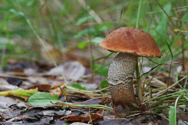 Подосиновик — съедобный гриб 2-й категории. Имеет красновато-коричневую шляпку (до 25 см) и толстую ножку с тёмными чешуйками. Произрастает в лиственных и смешанных лесах. (Tatiana Bulyonkova)