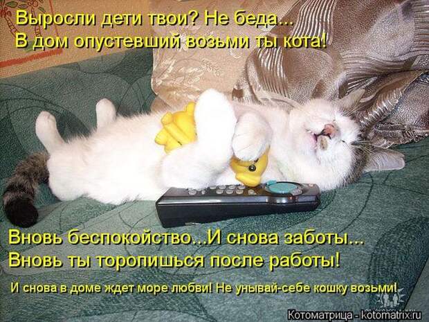 Котоматрица №36
