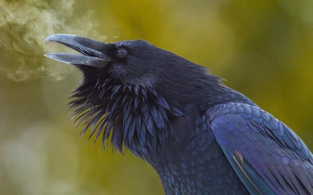 6. Холодное дыхание ворона зимой. без фотошопа, удивительные фотографии, фото