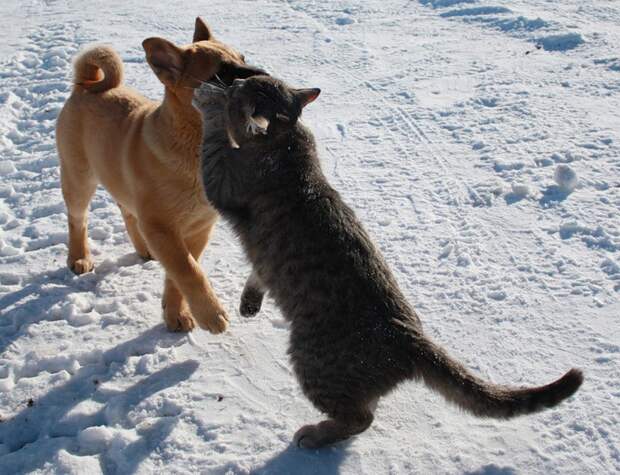 Неразлучные друзья Булька и Платон животные, кошка, собака