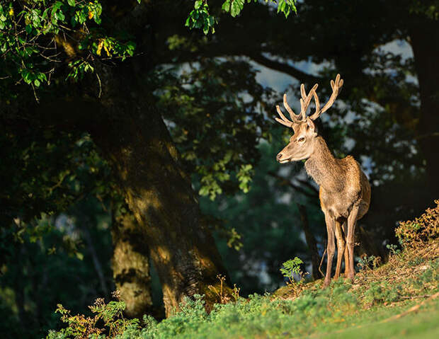 Сказки Баварского леса…Благородный олень. (Фото Оксаны Ващук): national geographic, фотографии