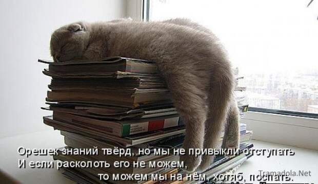 Летняя подборка Котоматриц 2010 - Выпуск 18