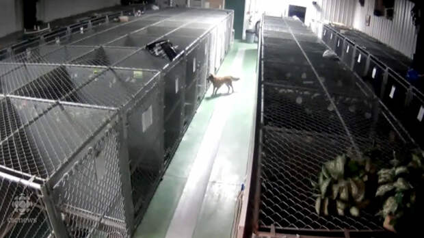 dog-escapes-kennel-comfort-puppies-barkers-pet-motel-11