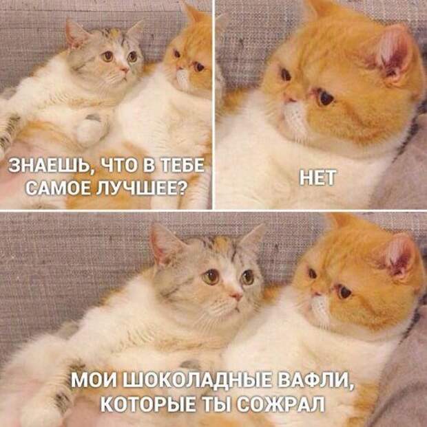 Новые смехоприколы