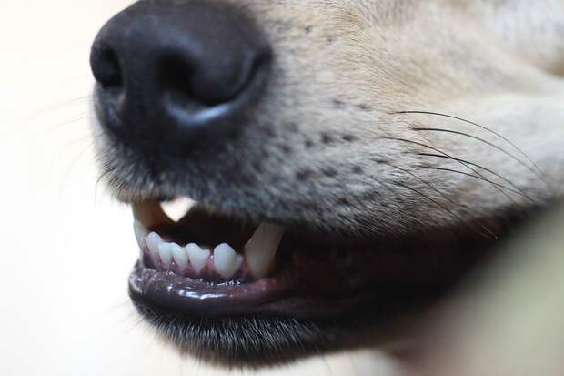 Зубы собаки/Pixabay