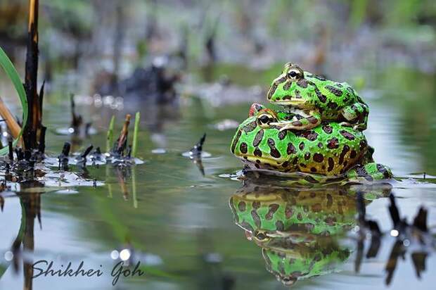 frog-photography-4__880
