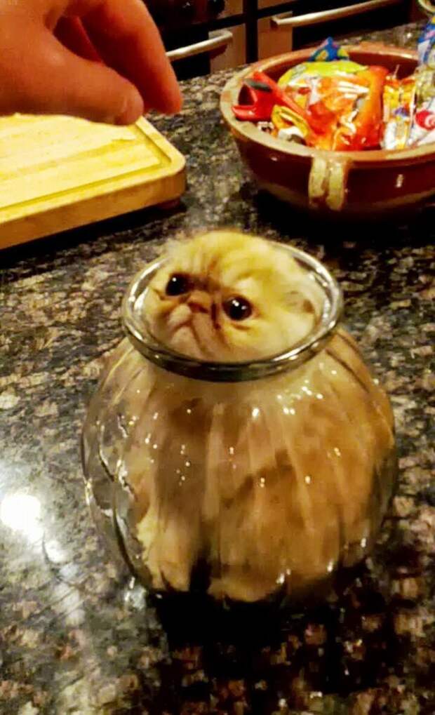 кот в банке
