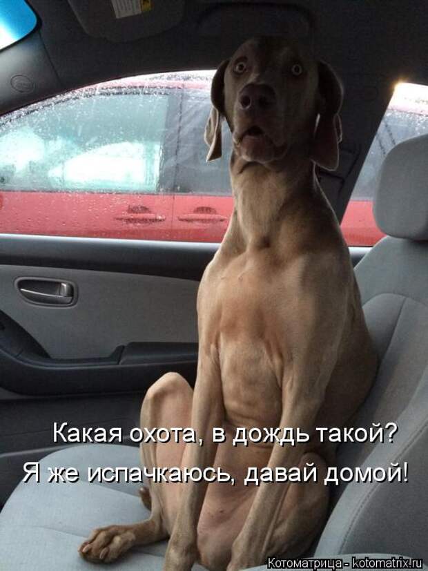 Котоматрица: Какая охота, в дождь такой? Я же испачкаюсь, давай домой!
