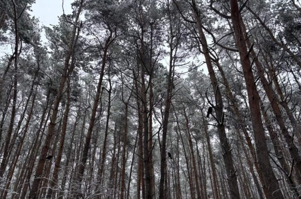 В Тамбовской области женщина бросила новорожденного в лесу