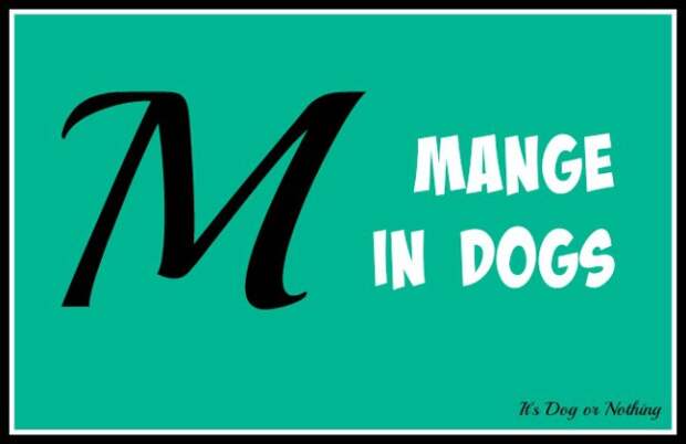 When it comes to giant breed health and nutrition, there's a lot that goes into raising a happy, healthy dog. We're going from A to Z talking about giant breed specific needs! Today, it's all about mange in dogs.