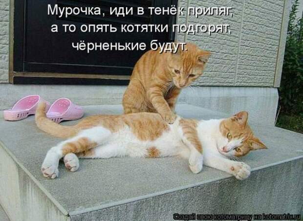 Свежий сборник котоматриц (34 шт)