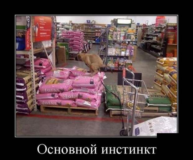 Основной инстинкт демотиваторы, картинки, юмор