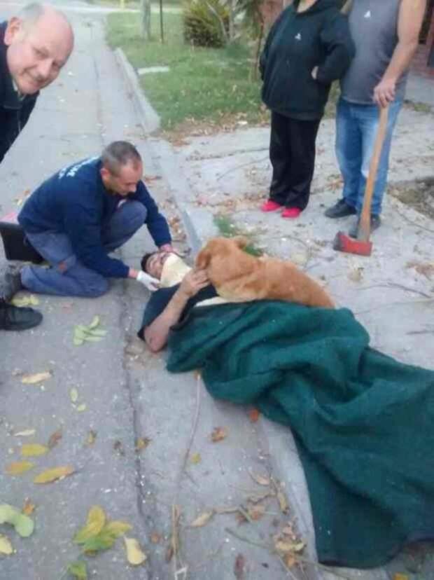 Пёс обнял пострадавшего хозяина лапами и не сдвинулся с места…