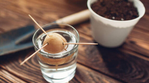 Как вырастить авокадо из косточки дома: пошаговое руководство для садоводов-любителей