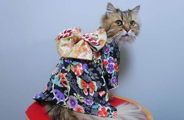 коты в кимоно, Япония