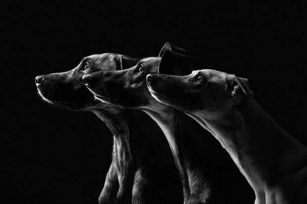 Очень позитивные фотографии собак от Elke Vogelsang