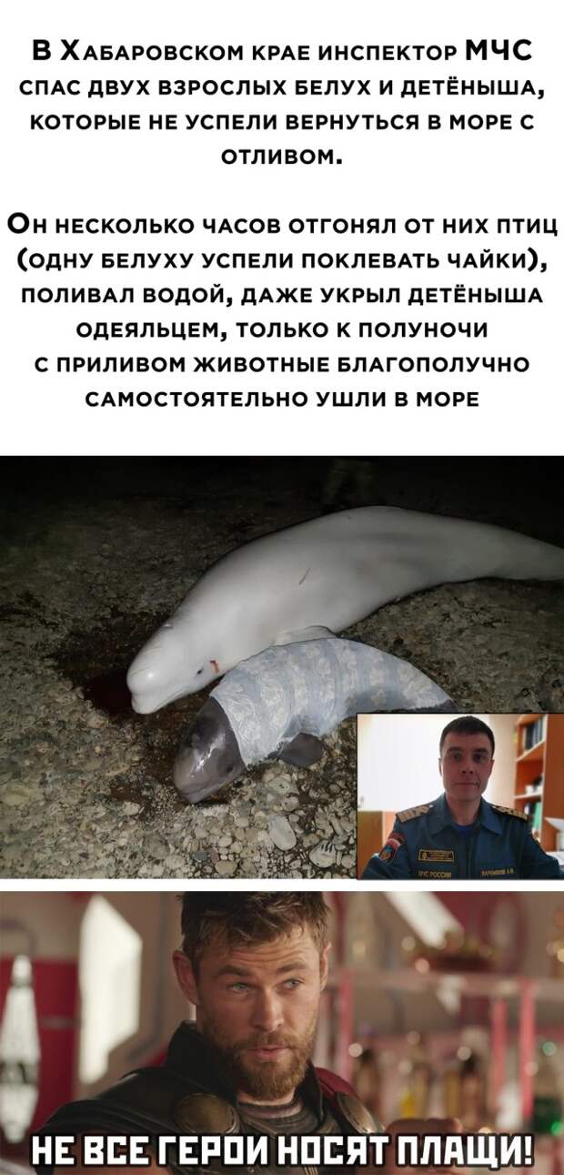 Спасение белух