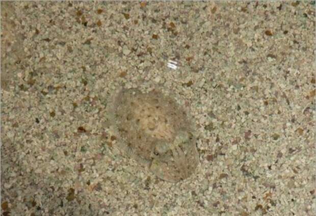 camouflaged_animals_10