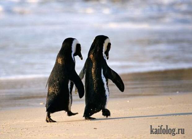 Приколы про пингвинов (30 фото) Приколы про пингвинов (30 фото)