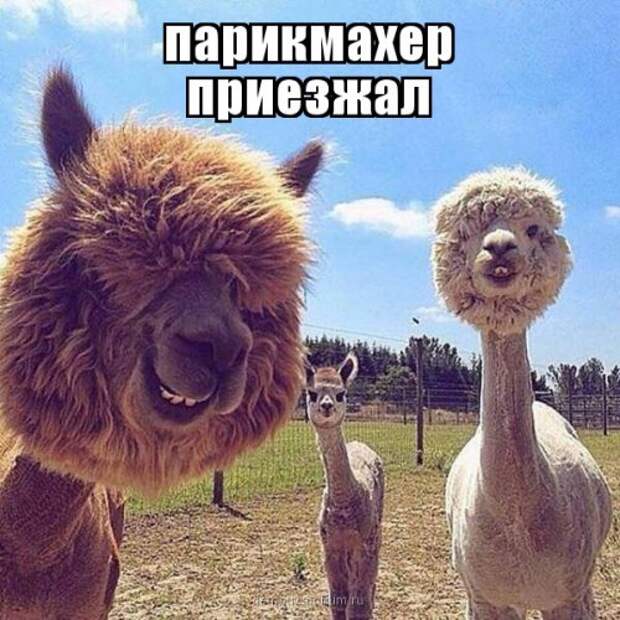 Прикольные фотомемы для хорошего настроения (28 фото)