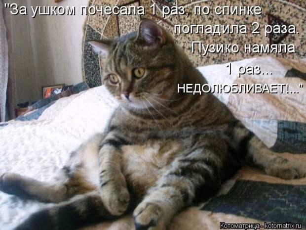 Новые котоматрицы за неделю