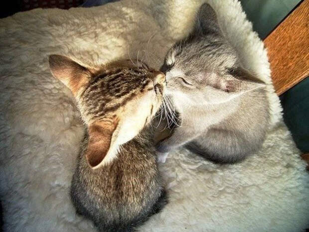 зеркальные коты повторюхи (5)