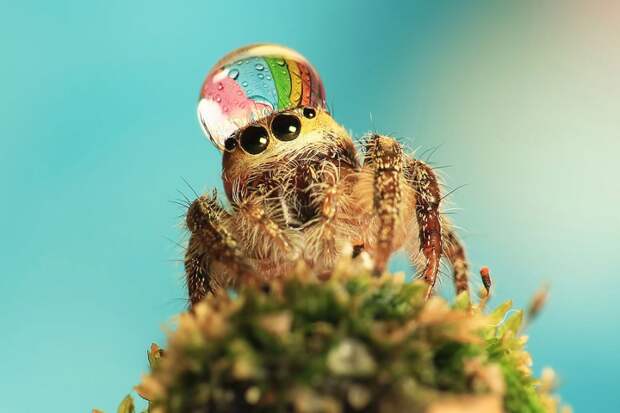 spiders08 800x533 Умилительные пауки в шапочках из воды