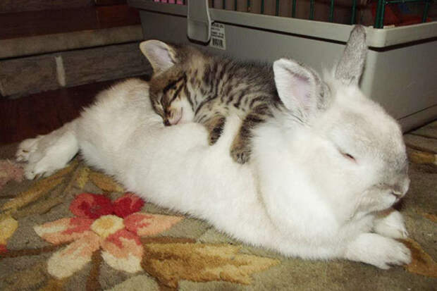 Кролик и котенок.