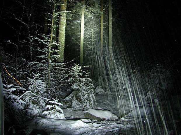 Отпуск в лесу
