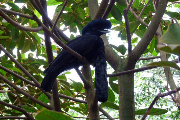 Эквадорская зонтичная птица